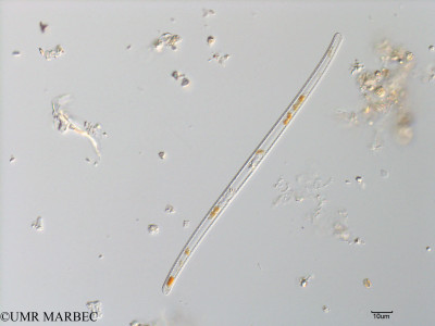 phyto/Bizerte/bizerte_bay/RISCO July 2016/Nitzschia sigma (Baie_T1C-cf gyrosigma-1).tif(copy)_thumb.jpg